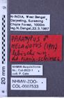 Etiketten zu Melanotus lebischi (NHMW-ZOO-COL-0007533)